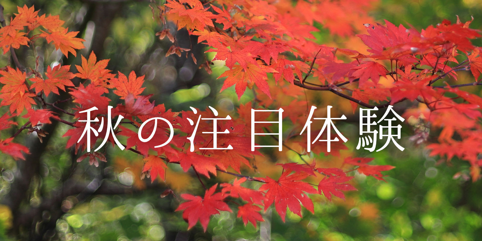 秋の注目体験