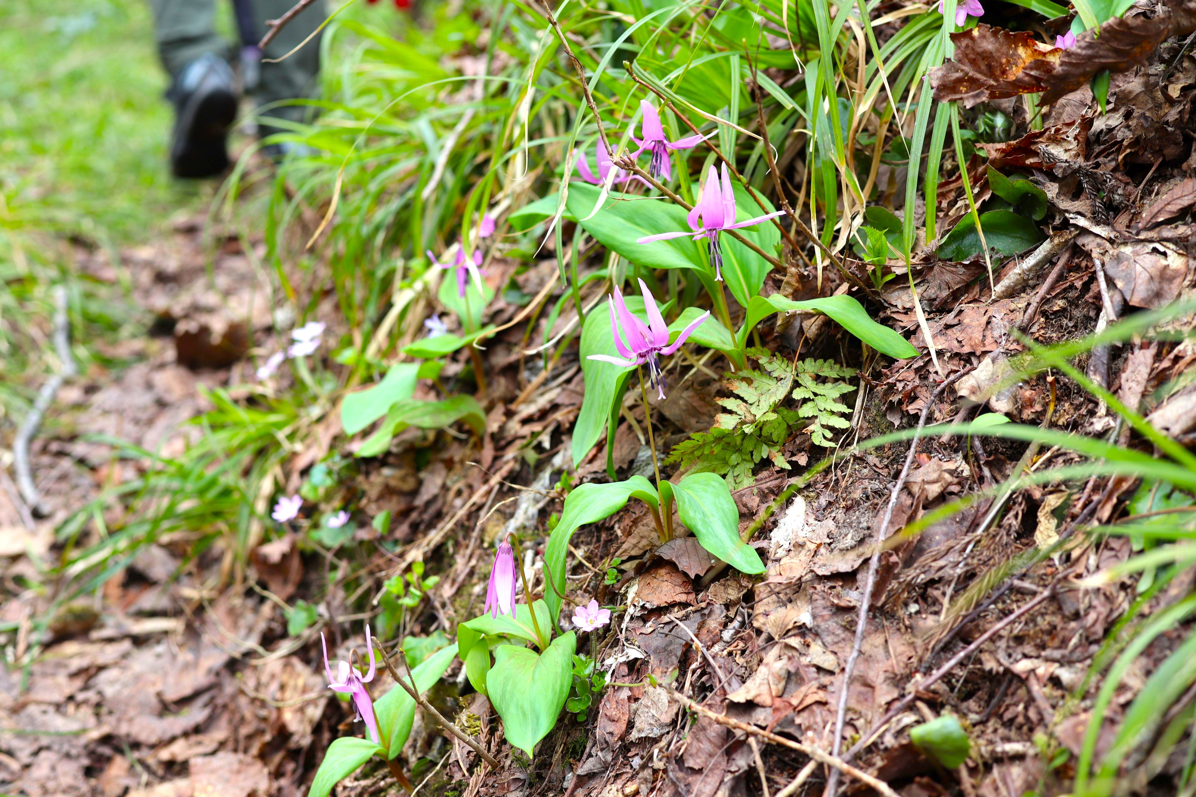 自然の神秘 離島の山 トレッキング体験 in 佐渡島